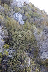 Diastella divaricata divaricata