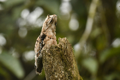 Nyctibius griseus