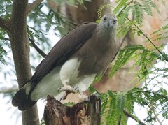 Haliaeetus ichthyaetus