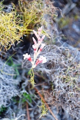 Tritoniopsis triticea