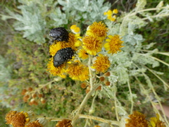 Oxythyrea