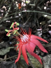 Passiflora vitifolia