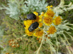 Oxythyrea