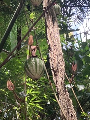 Passiflora vitifolia