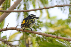 Pogoniulus bilineatus