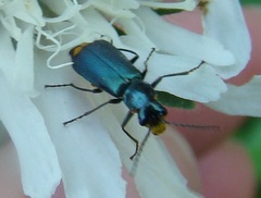 Clanoptilus elegans