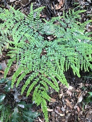 Adiantum formosum