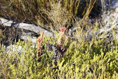 Crassula coccinea
