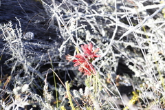 Erica cerinthoides cerinthoides