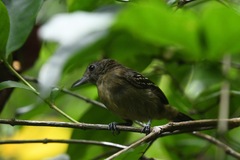 Thamnophilus atrinucha