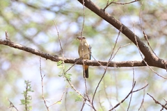 Halcyon leucocephala