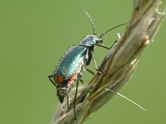 Cordylepherus viridis