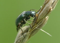 Cordylepherus viridis