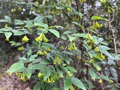 Wikstroemia nutans