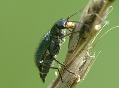 Cordylepherus viridis