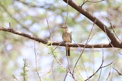 Halcyon leucocephala