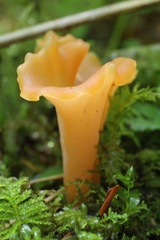 Guepinia