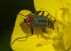 Clanoptilus geniculatus