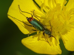 Clanoptilus geniculatus
