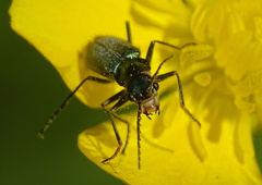 Clanoptilus geniculatus