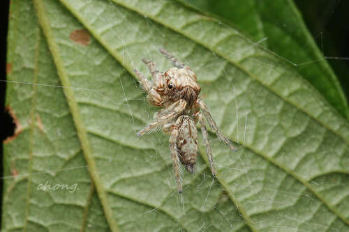 Vailimia longitibia