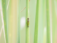 Oxya japonica