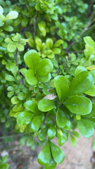 Aglaia odorata