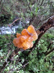 Tremella vesiculosa