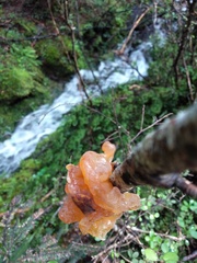 Tremella vesiculosa