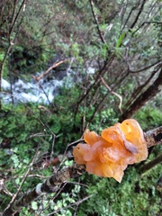 Tremella vesiculosa