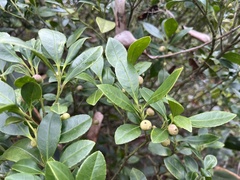 Syzygium hancei