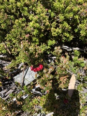 Cyathodes glauca