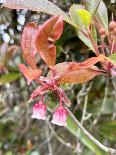 Enkianthus quinqueflorus, photograph 3