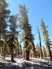 Pinus balfouriana austrina