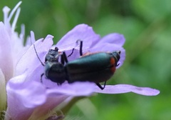 Malachius bipustulatus