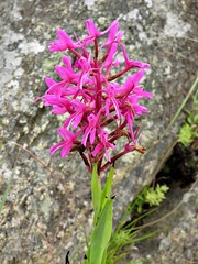 Disa