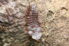 Platerodrilus igneus