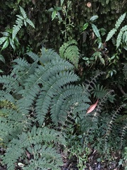 Dryopteris paleolata
