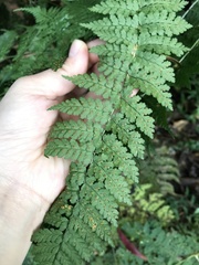 Dryopteris paleolata