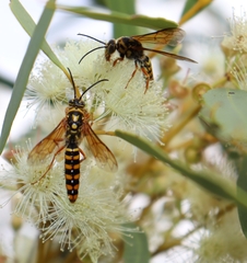 Elidothynnus melleus