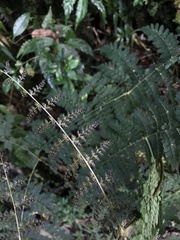 Dryopteris paleolata