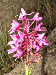 Disa