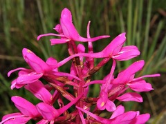 Disa