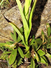 Disa