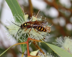 Elidothynnus melleus