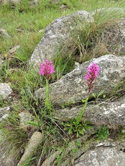Disa