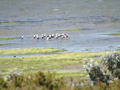 Cladorhynchus leucocephalus
