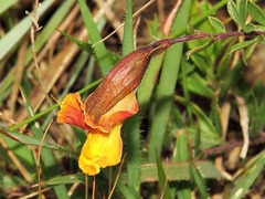 Pearsonia aristata