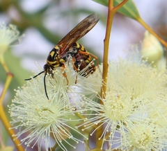 Elidothynnus melleus