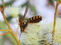 Elidothynnus melleus